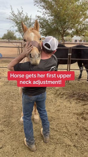 Sport Horse Chiropractic on TikTok