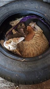 168K views · 2.2K reactions | Cat mumma's are emotional  #cute #cat #baby #catlovers #lovecats #cute #newborn | Andaman Baby | Facebook