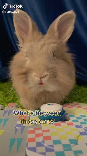 Intelligent Bunny Communicates Using Buttons | Talking Rabbit