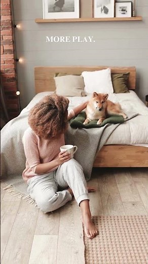 Zyrtec for dogs — safe or dangerous? A vet explains.