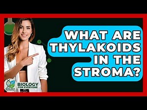 What Are Thylakoids In The Stroma? - Biology For Everyone