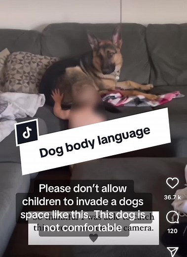 Understanding Dog Body Language to Prevent Bites in Children