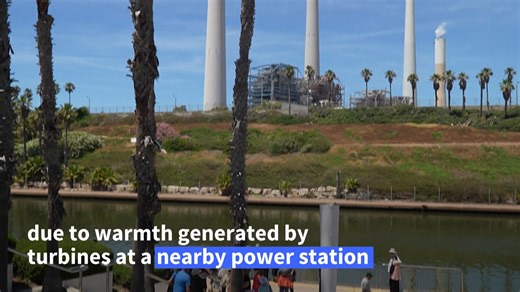 5K views · 38 reactions | With its golden sand and blue waters, the beach front in central Israel looks much like any other stretch of Mediterranean coast, but a closer look reveals something unusual peeking through the rippling surf: black shark fins. ➡️https://u.afp.com/ScWo | AFP News Agency | Facebook