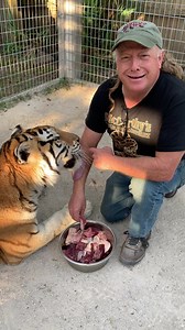 429K views · 9.5K reactions | The tongue of big cats is like a large metal file! | McCarthys Wildlife Sanctuary | Facebook