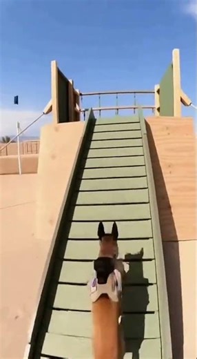 Military dog doing fast obstacle course #armydogtraining #soldierlife #workingdog