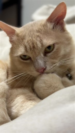 Work Ethic Over Luck: The Tale of Cats
