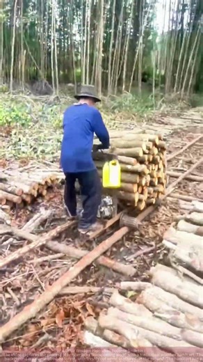 Wooden Hand Cart Transporting Logs: Real Footage of a Logging Site
