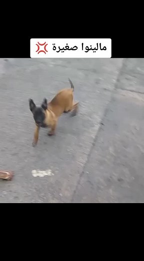 Playful Malinois Puppy at Playtime