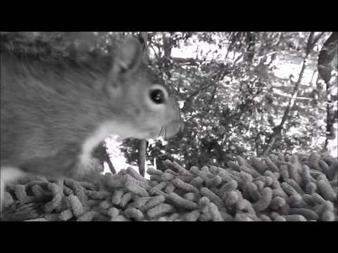 Grey Squirrel Call