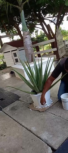 Joselito raposo on TikTok