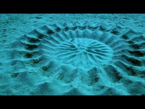 Puffer Fish Creates This Blue Water Art ~: }