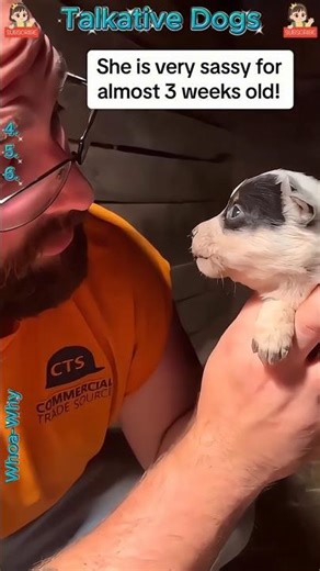 Top 6 Dogs Who NEVER Stop Talking! 🗣️🐕 #dogs #pug #chihuahua #bulldog #corgi #doberman #dogvideos