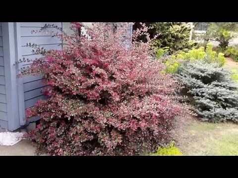 Fringe Flower / Loropetalum variety