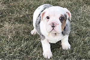 Beabull Puppies for Sale | Pawrade.com