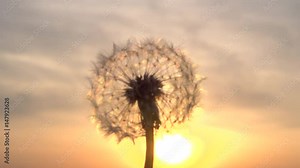 Dandelion seeds being blown in the wind. Blowing Dandelion Seeds. Flying dandelion seeds against the bright sun. Slow motion 240 fps. Full HD 1080p. Slowmo