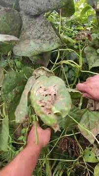 I Let My String Beans Overripen on Purpose