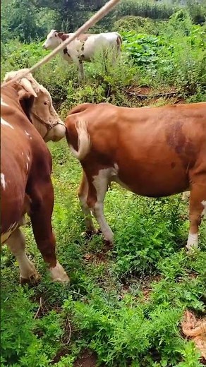 Daily life diary of a rural cattle farmer #65