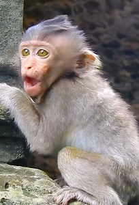 2.1K views · 55 reactions | We save your life Lizza - Rescue orphan baby Lizza to avoid dogs attack her, Orphan Lizza cry and very scare dogs her mum is away and she's very hard life baby is crying and need big monkey helps her life #Kosalteam | Kosal Team | Facebook