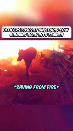 Officer saves Cows From Buring Barns #bodycam #police #cops #arrests