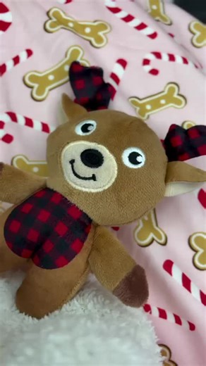 Great day Dark Red😍🌞#toypoodlesoftiktok #toypoodles #poodleforadoption