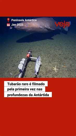 Pela primeira vez, um tubarão foi filmado por uma câmera científica em águas profundas próximas à Península Antártica. O animal, identificado como um tubarão-dorminhoco, apareceu nas imagens a cerca de 490 metros de profundidade, onde a temperatura da água era próxima de 1,27°C. Pesquisadores afirmam que a presença do tubarão nesse ambiente foi surpreendente porque existe, entre especialistas, uma regra geral de que esses animais não seriam encontrados em águas tão frias e extremas. O exemplar r