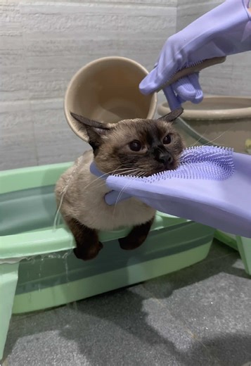 Tofu's First Bath: A Siamese Cat's Adorable Moment