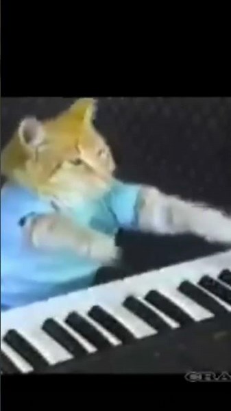 gatito descansa en paz