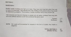 Modern spider monkeys live high up in trees and have very long ... | Filo
