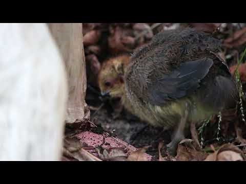 Australian Baby Bush Turkey