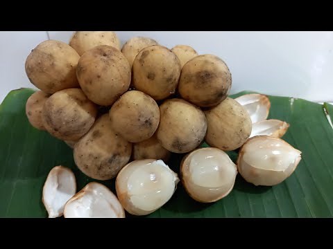QUẢ BÒN BON LÀ GI? LỢI ÍCH CỦA QUẢ BÒN BON VỚI SỨC KHỎE VÀ LƯU Ý KHI DÙNG.