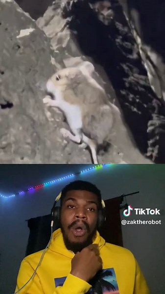 Wild Mouse Moment: Getting Caught on a Trap!