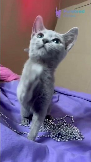 Meet Quera: The Blue Russian Blue Kitten 😻 Gentle, Graceful & Affectionate! #RussianBlue