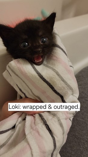 374K views · 14K reactions | Loki: "Nail trim? I thought we were getting treats!"  #Loki #complains #cute #foster #baby #panther #baby #throwback | The Kitten Foster | Facebook