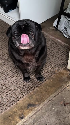 Pug 🥷🏾#meme #neckhurts | dog meme