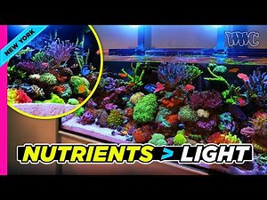 Nutrients Are Everything: The Secret Behind This Rich, Colorful Reef Tank
