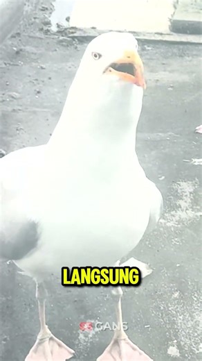 Burung ini makan ayam goreng #shortsvideo