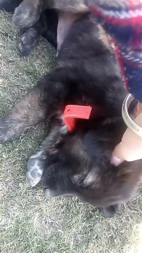 New foundland dog baby