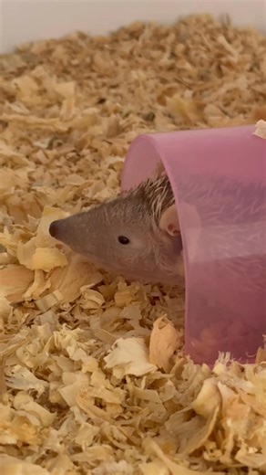 “Tiana” the tenrec is waking up from torpor. Tenrecs experience both extreme (seasonal) torpor and daily torpor. Most mammal species tightly regulate their body temperature and stay near 98–101°F. Tenrecs, however can function at very low body temperatures, tolerate huge temperature fluctuations and practice metabolic flexibility more typical of reptiles. Madagascar’s climate can be highly unpredictable, with sharp seasonal swings in tempertsure, rainfall and availability of insects (their prima