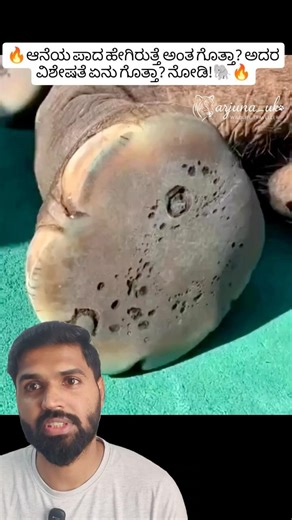 Elephant Foot Press Test 🐘 | Why Elephant Feet Are So Soft #shorts #elephant #wildlife