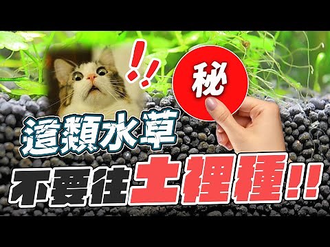 陰性水草養不活？讓你生到發財的訣竅！Aquatic Plants Secret : Some tricks making you rich!