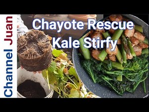 Update: How to Grow Chayote (Sayote Chu Chu) and Kale Stir-fry