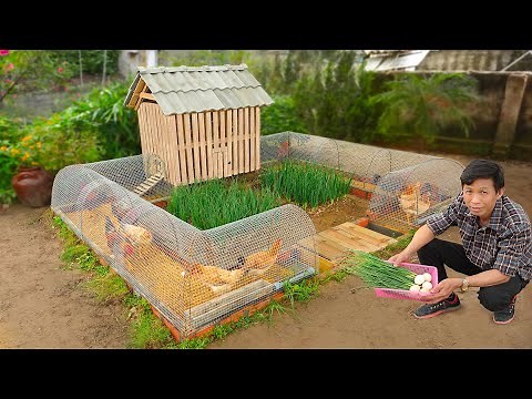 My wife likes chicken coop combined with growing organic vegetables | Mini budget ideas