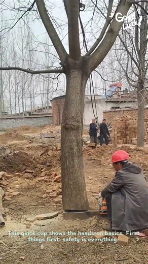 How to Safely Cut Down a Tree with a Chainsaw