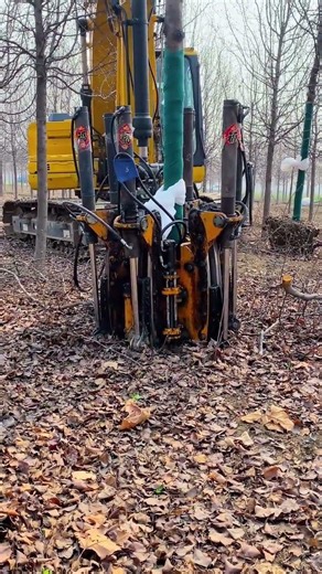 Master Tree Root Cutting & Relocation - Peaceful Solutions for Tree Enthusiasts