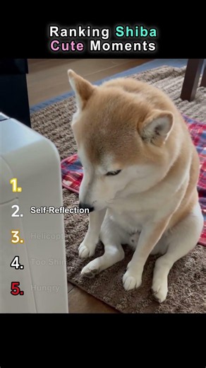 Ranking Shiba Dogs Cute Moments❤️ #shibaholic #shibainu #dogshorts