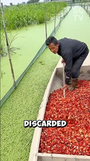 How do Chinese farmers feed softshell turtles?