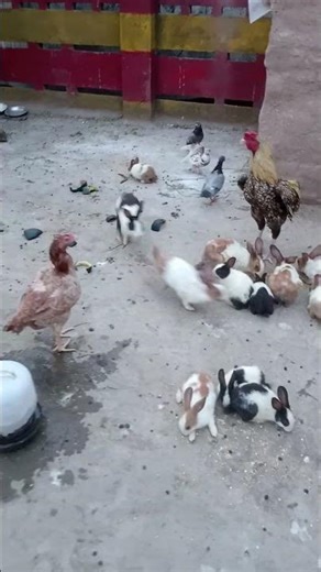 Amazing Mixed Animals 🐔🐰🐥 | Farm Life Shorts #shorts