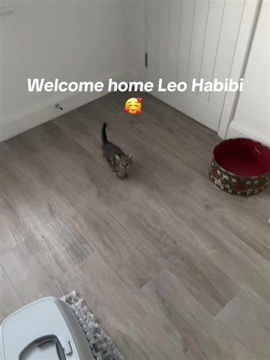 Welcome to your new home, Leo Habibi 🐾. We adopted this beautiful tabby and it’s his first day in his new home. Keep him in your duas. #kittentok #cat #newkitten #tabbycat #leo