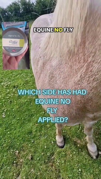 EQUINE NO FLY BAR REALLY DOES KEEP THE FLIES AWAY EVEN THE HORSE FLIES #equinenoflybar #flybar #summersale #tiktokmademebuylt #equestrian