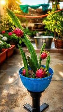 Grow Dragon Fruit from Cuttings – Super Easy Method! 🌱 #dragonfruit #dragonfruitplant